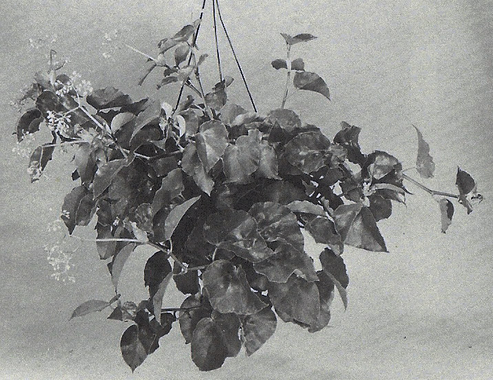 B. ‘Delores’